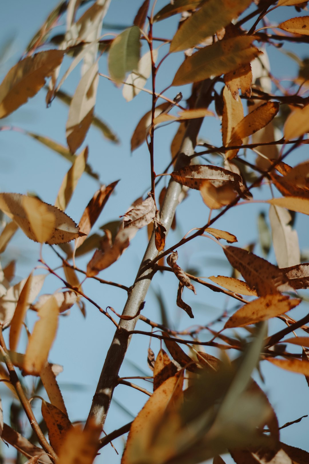 brown leaves in tilt shift lens