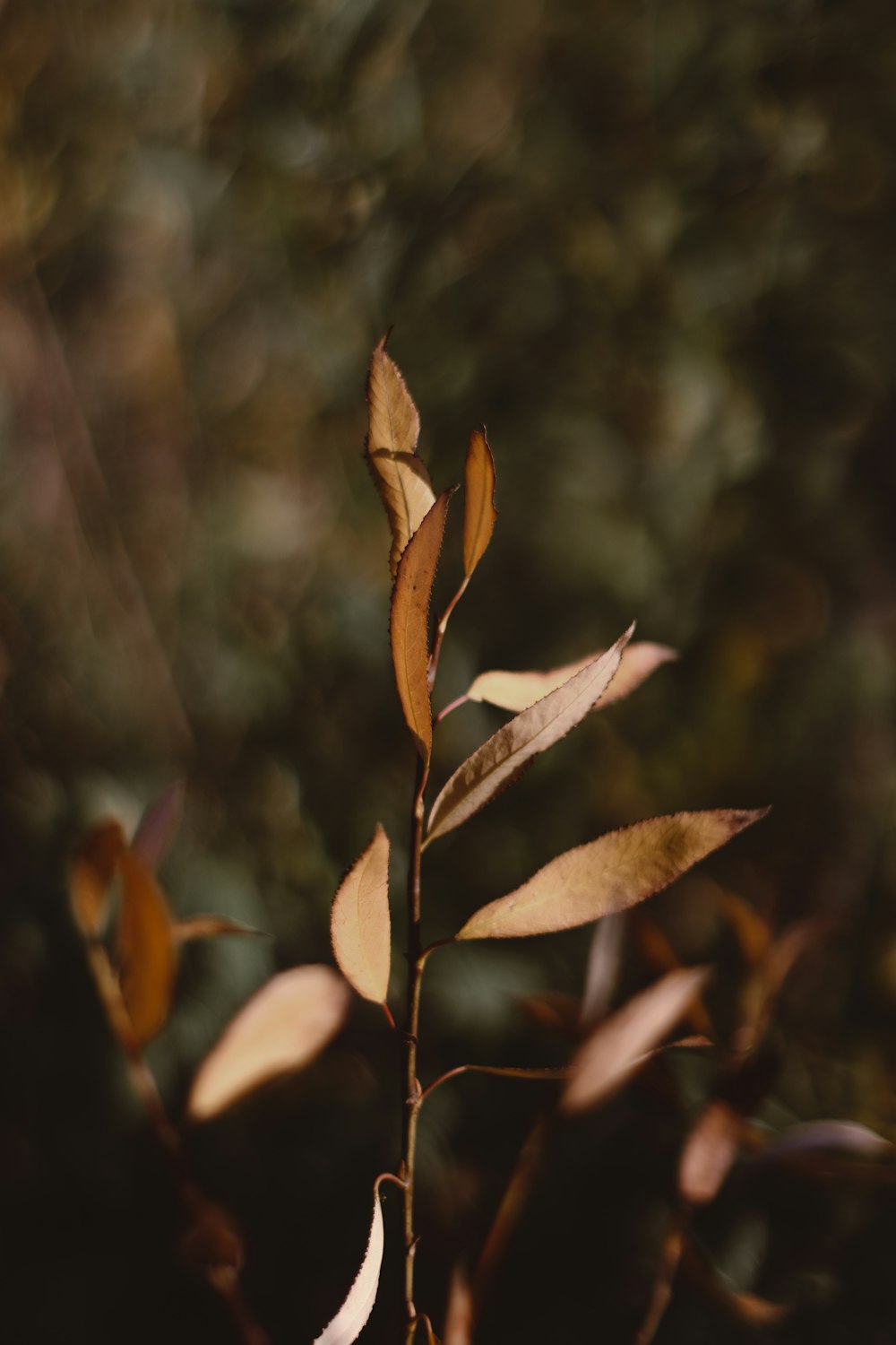 brown leaf in tilt shift lens