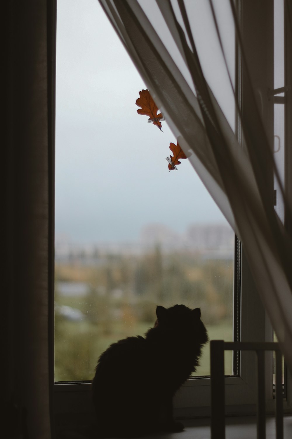 Schwarze Katze schaut zum Fenster