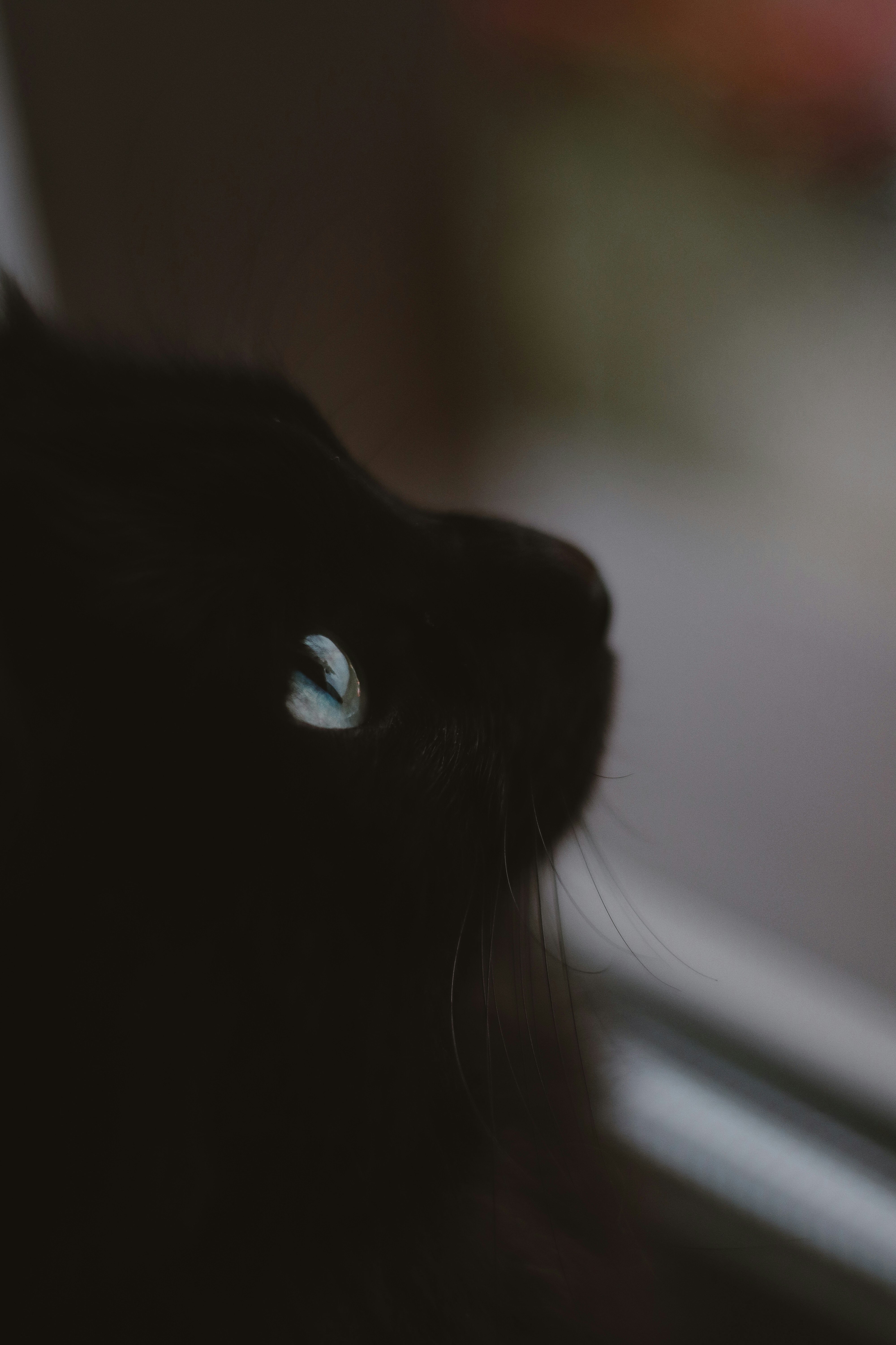 black cat looking at the camera