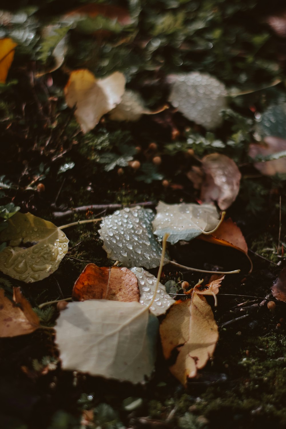 茶色の乾燥した葉の水滴