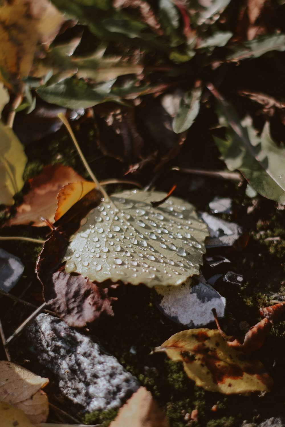 white and brown leaf plant