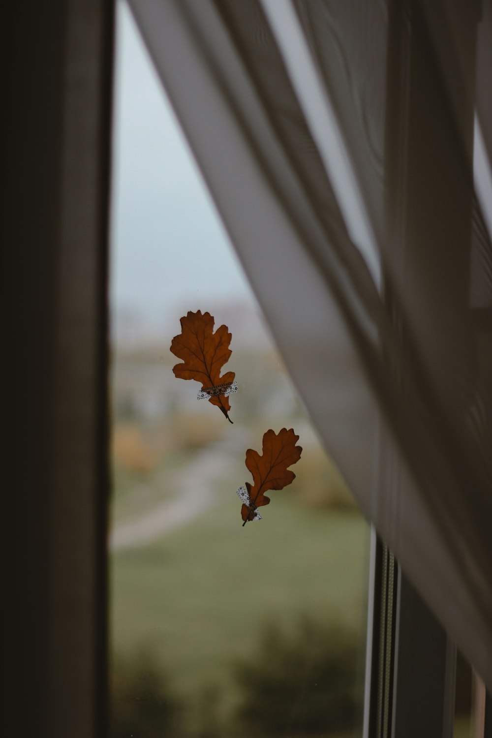 brown maple leaf on window