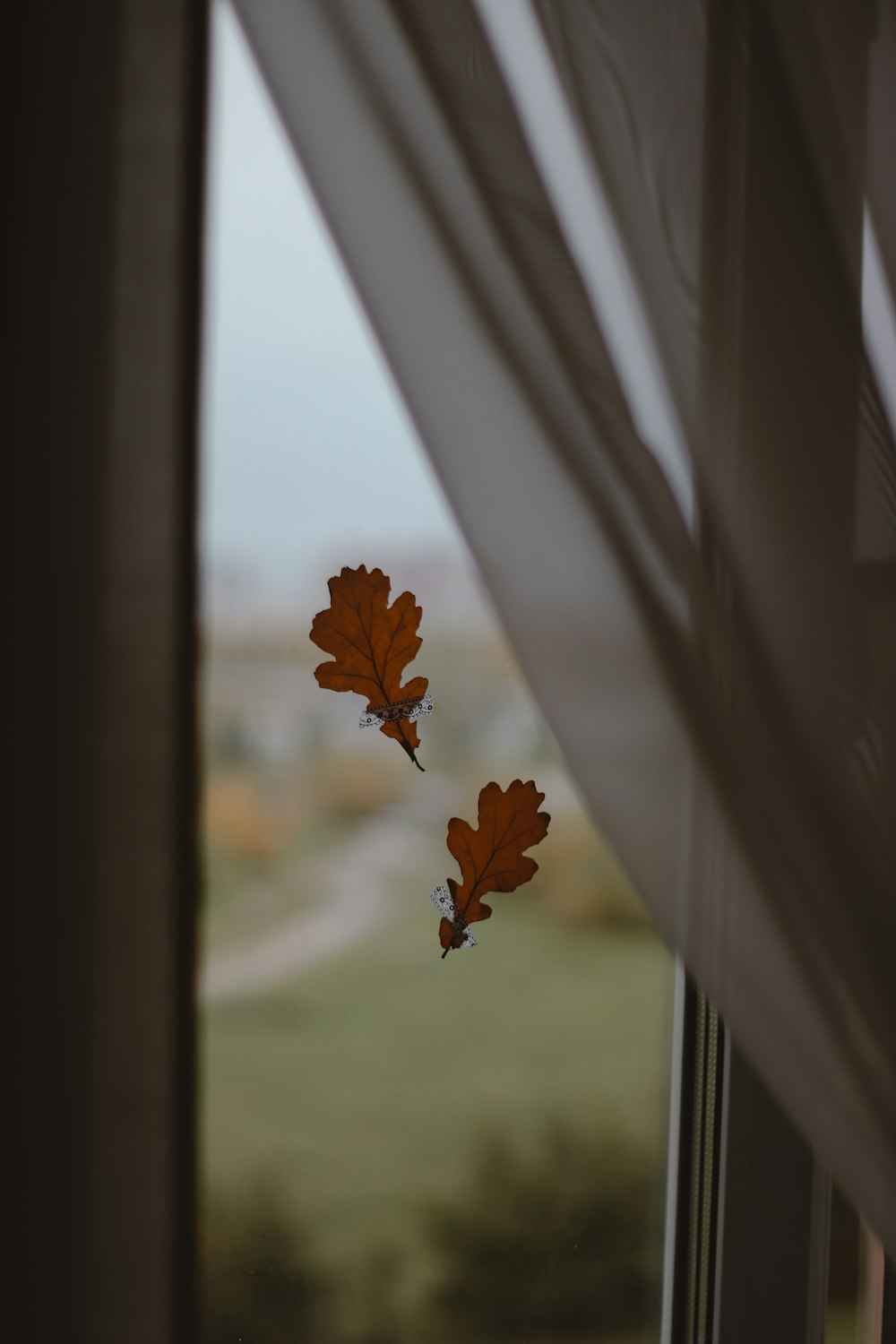 Hoja de arce marrón en la ventana