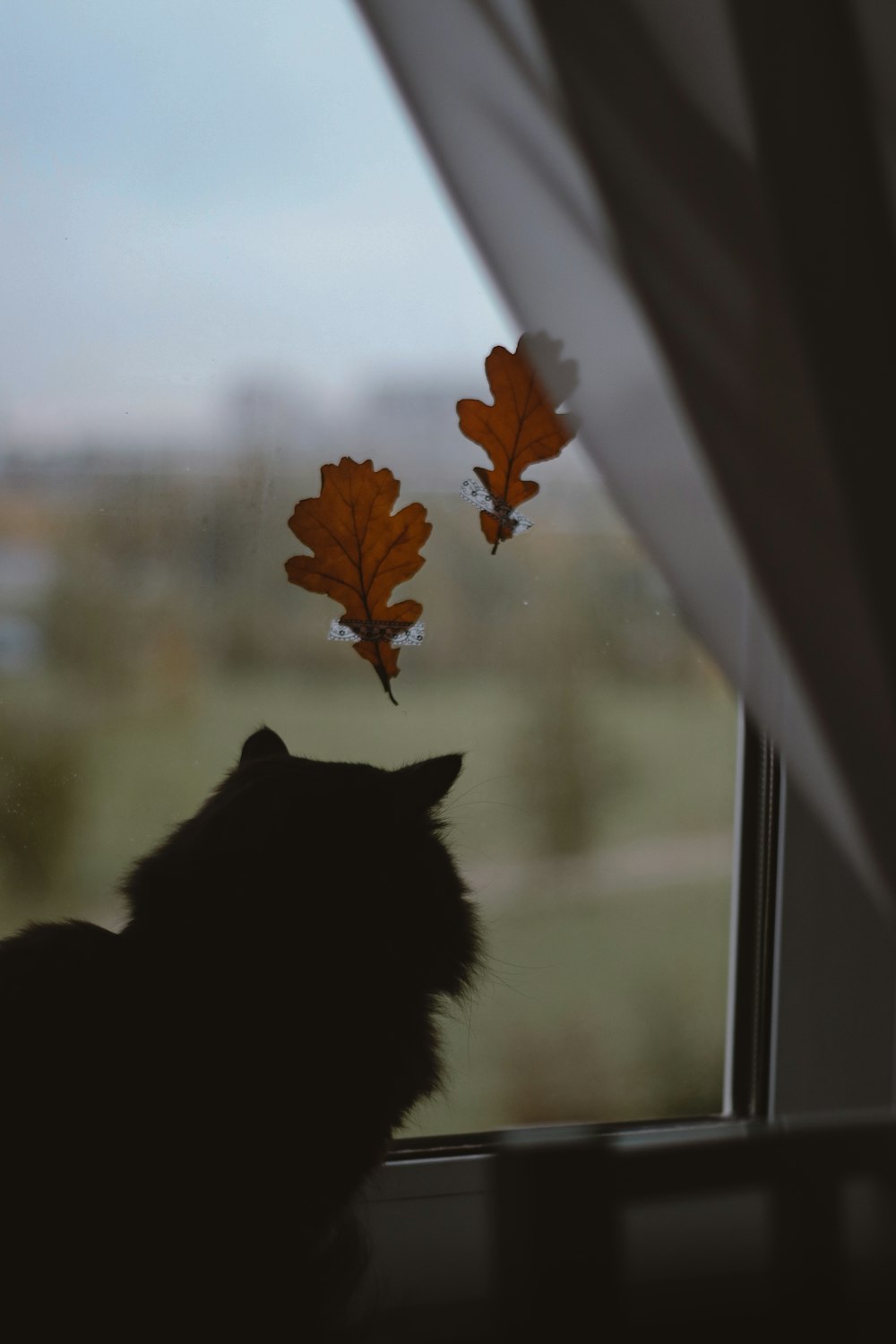gato negro mirando a la ventana