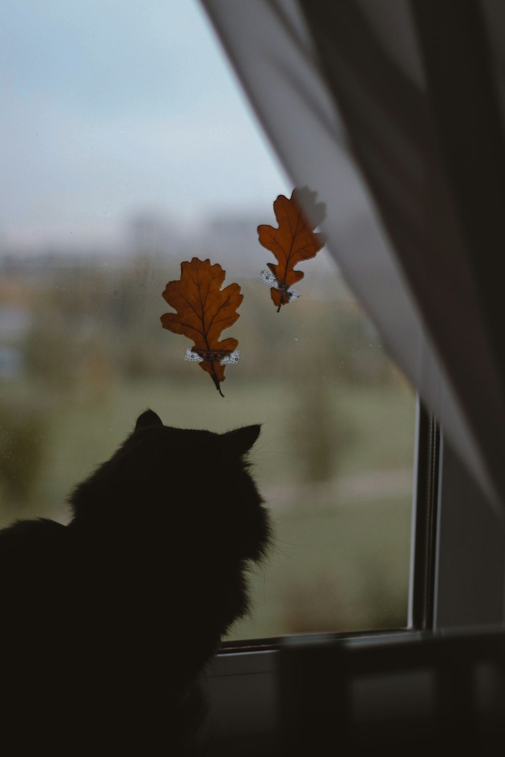 black cat looking at the window