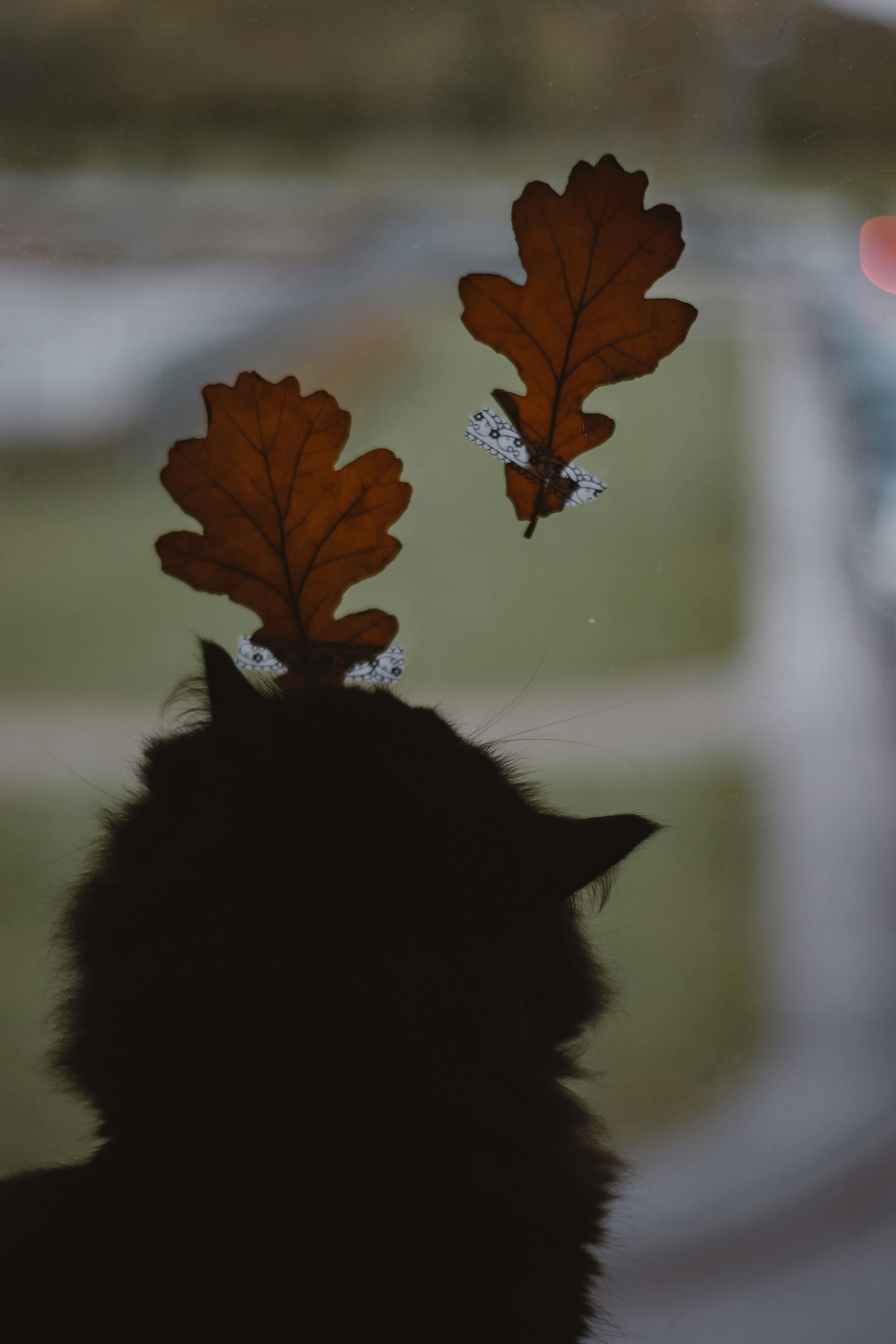 black cat under brown maple leaf
