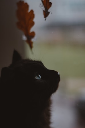 A curious black cat peeking through autumn leaves in soft sunlight