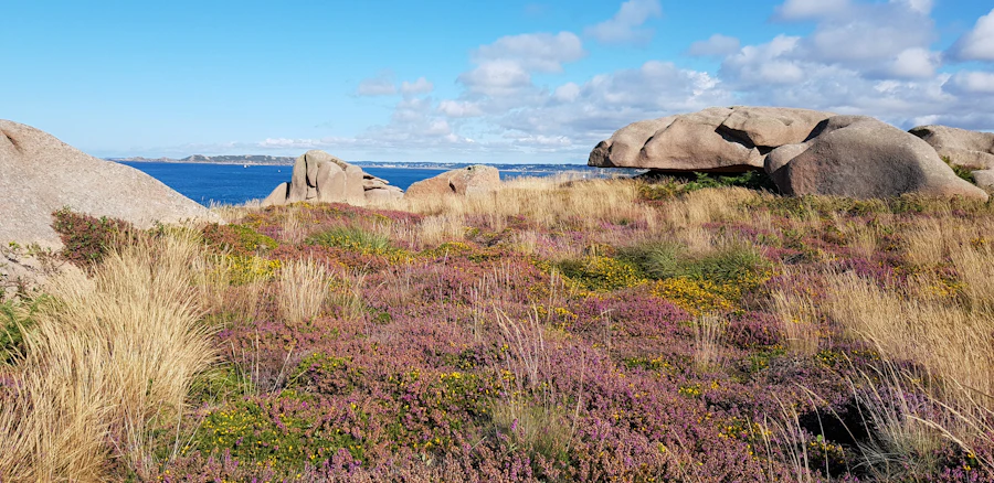 Granit rose et bruyère