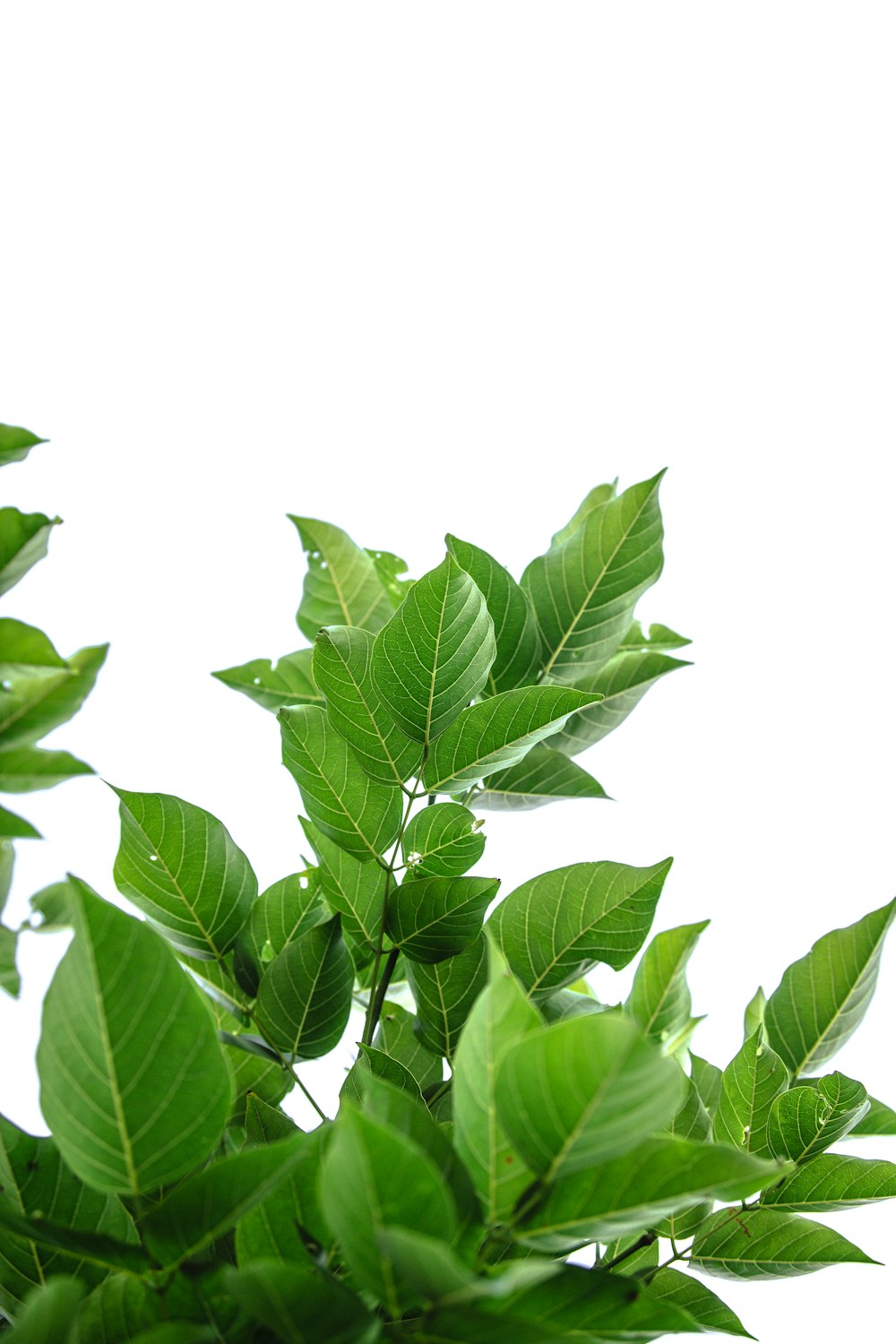 green leaves on white background