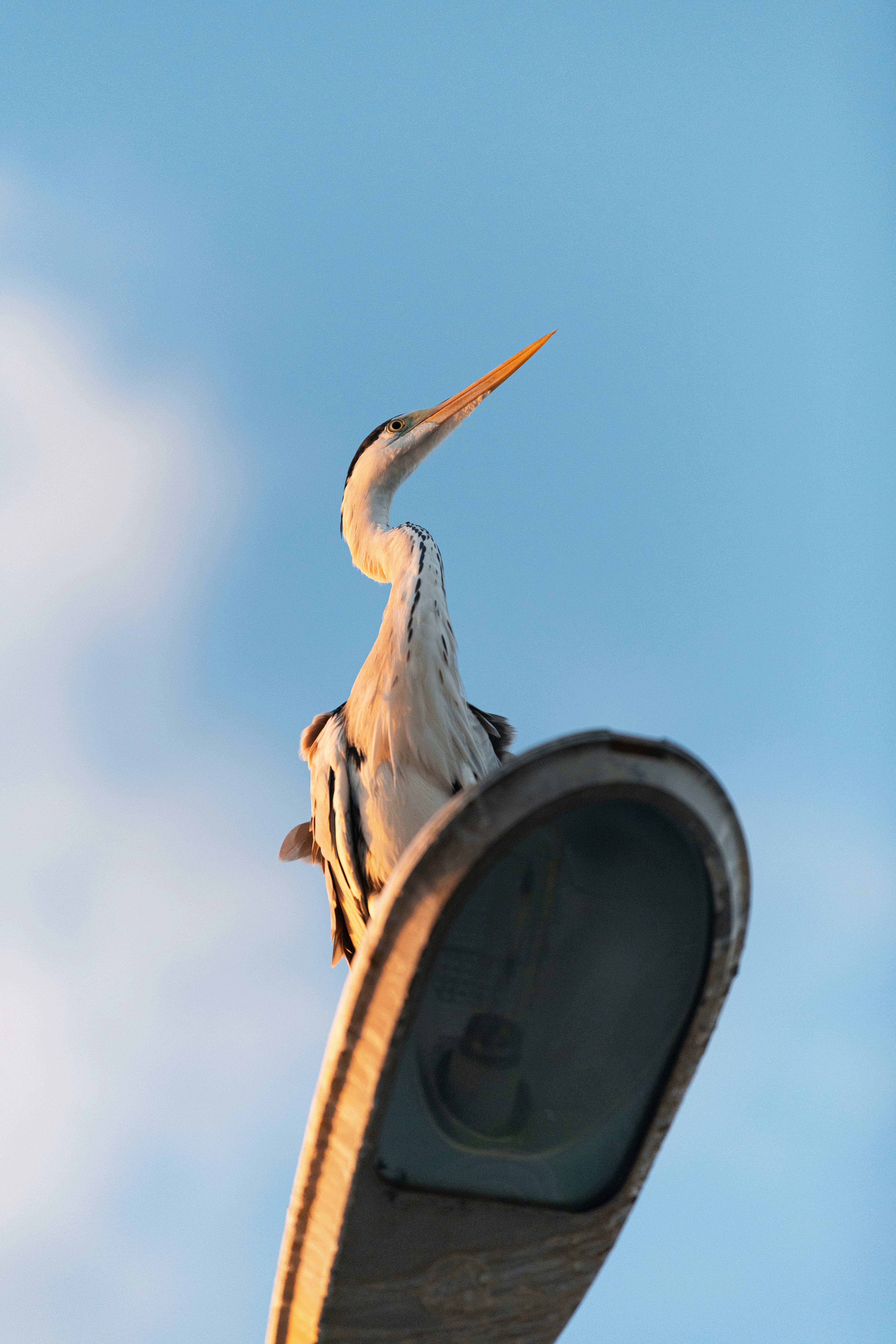 white bird on brown wooden round container