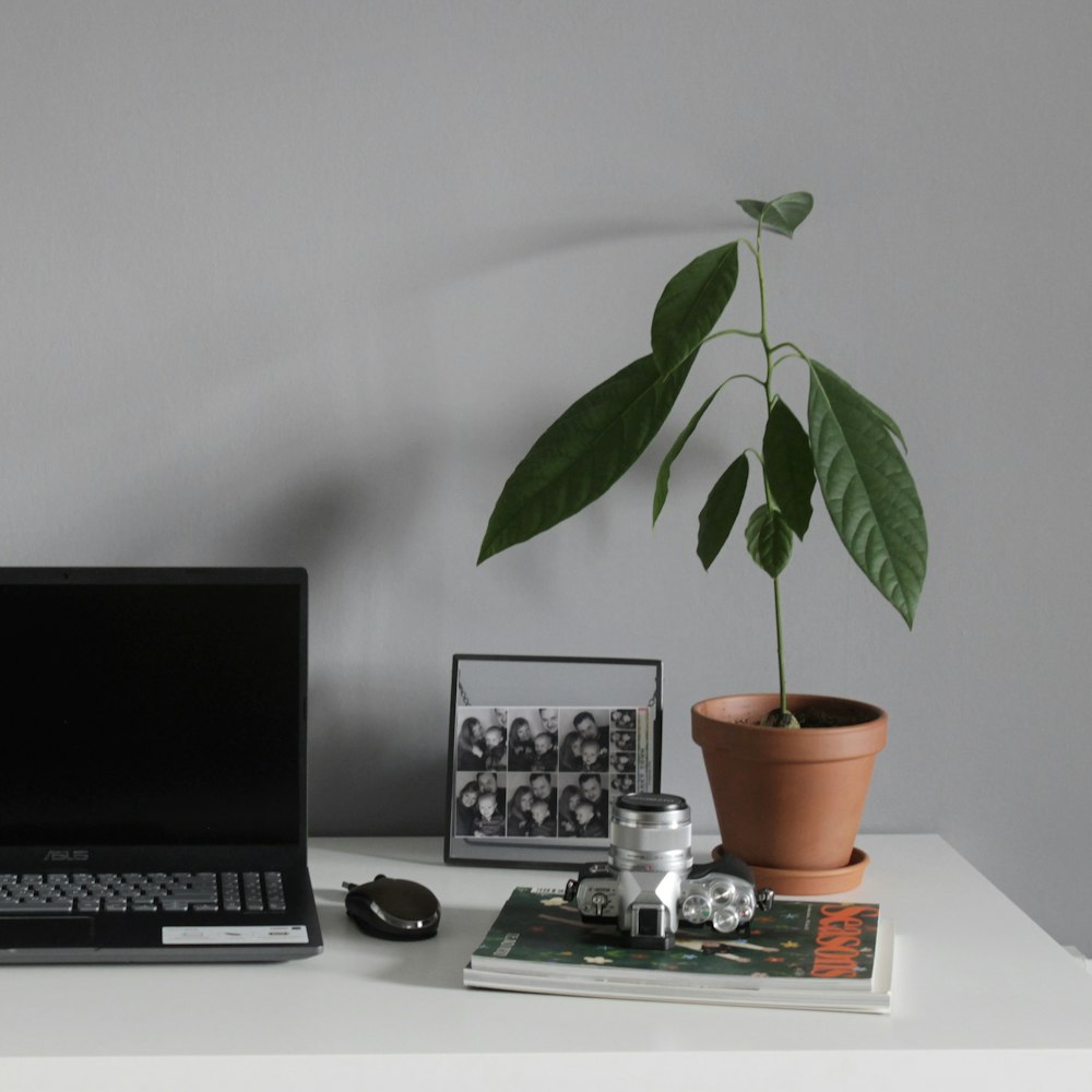 black and silver laptop computer beside green plant