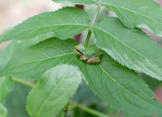 green frog on green leaf