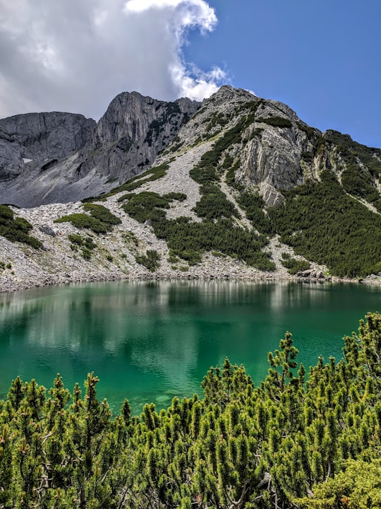green trees on mountain near lake during daytime in Pirin Bulgaria