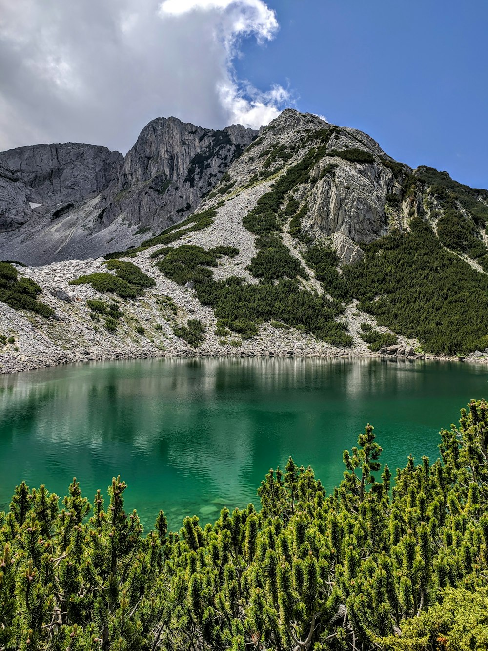 green trees on mountain near lake during daytime