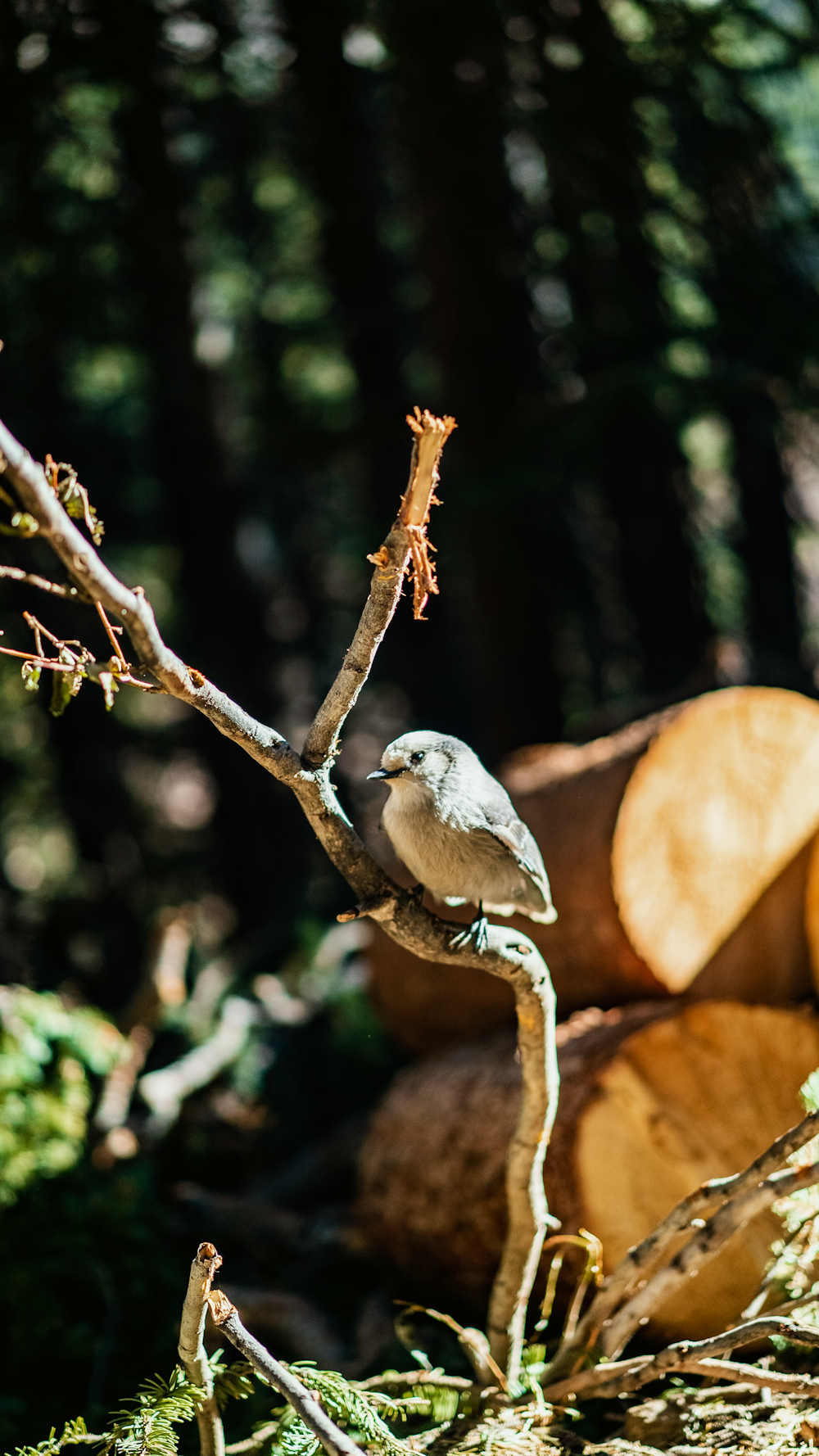 pájaro blanco y marrón en la rama de un árbol marrón durante el día