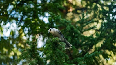 white and blue bird perched on tree branch during daytime mayflower teams background