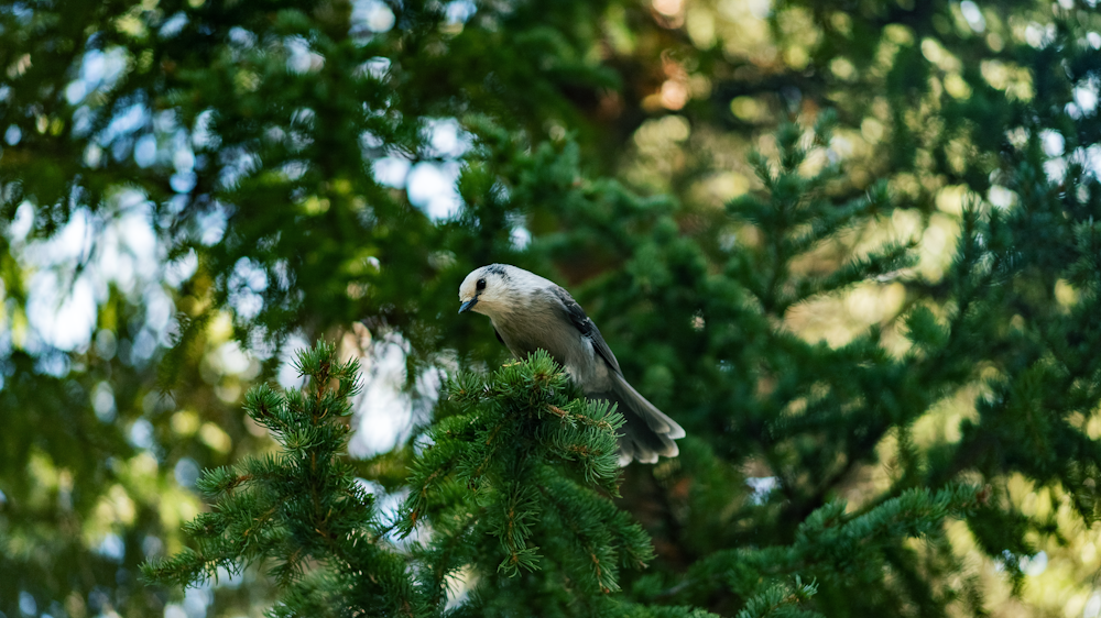 pájaro blanco y azul posado en la rama de un árbol durante el día