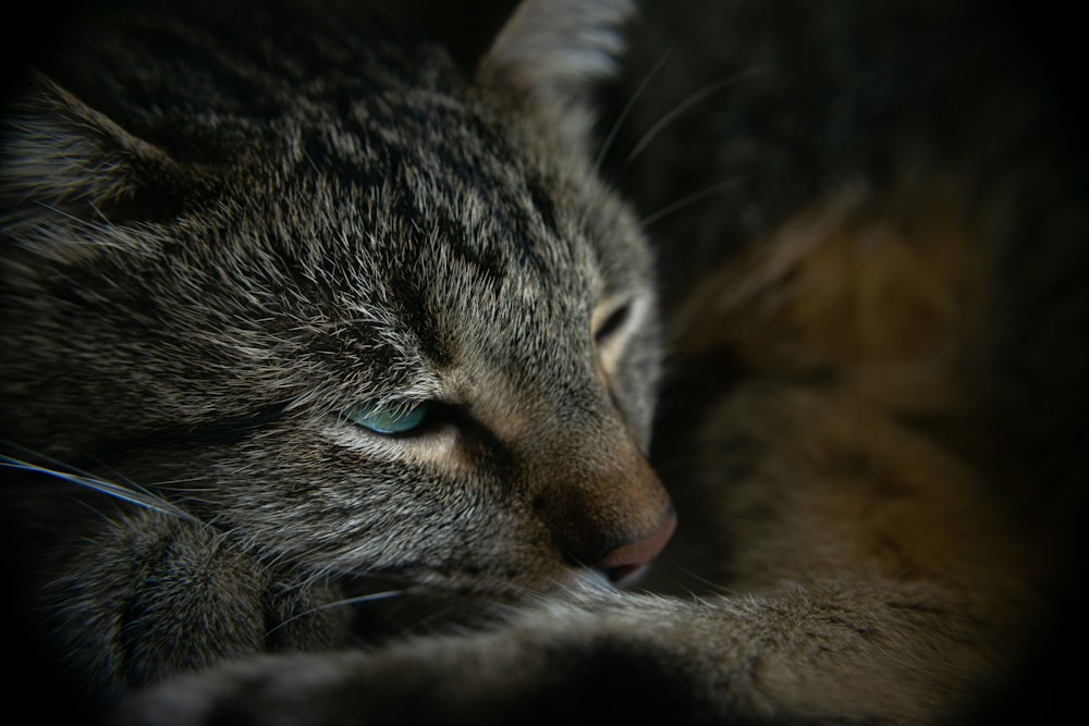 brown tabby cat lying on brown textile