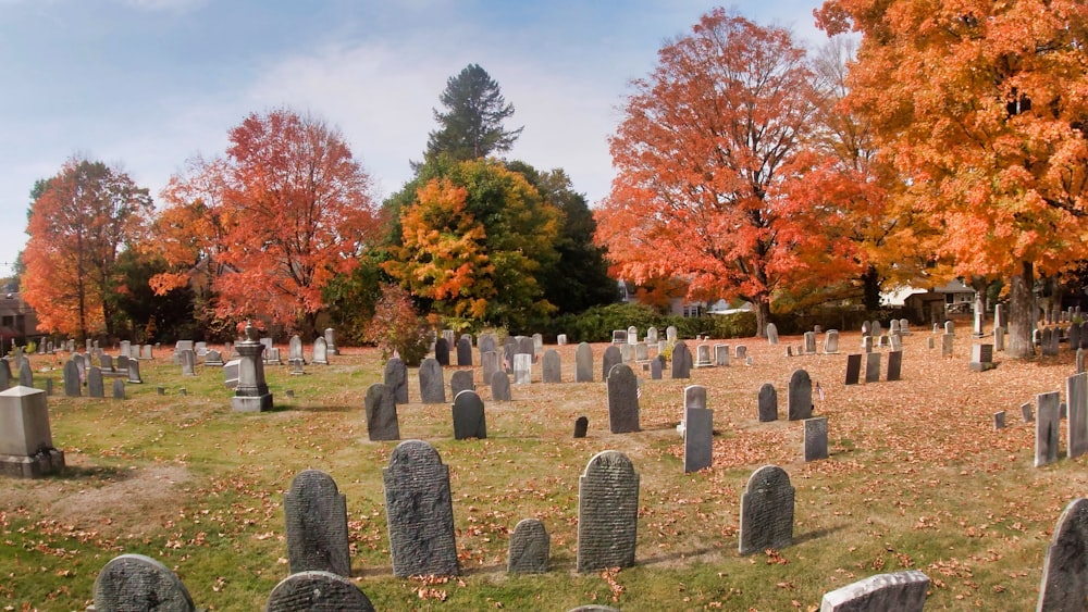 cemetery with trees under blue sky during daytime