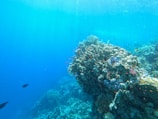 Underwater scene showing vibrant coral reefs and colorful fish captured during a dive.