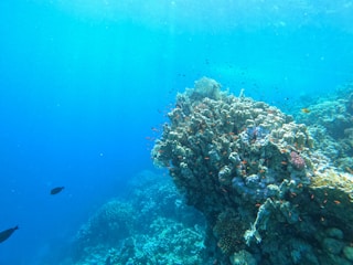 Underwater scene showing diverse marine species thriving in clear water.