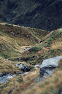 A serene landscape of rolling hills with earthy tones, dotted with wild herbs and plants.