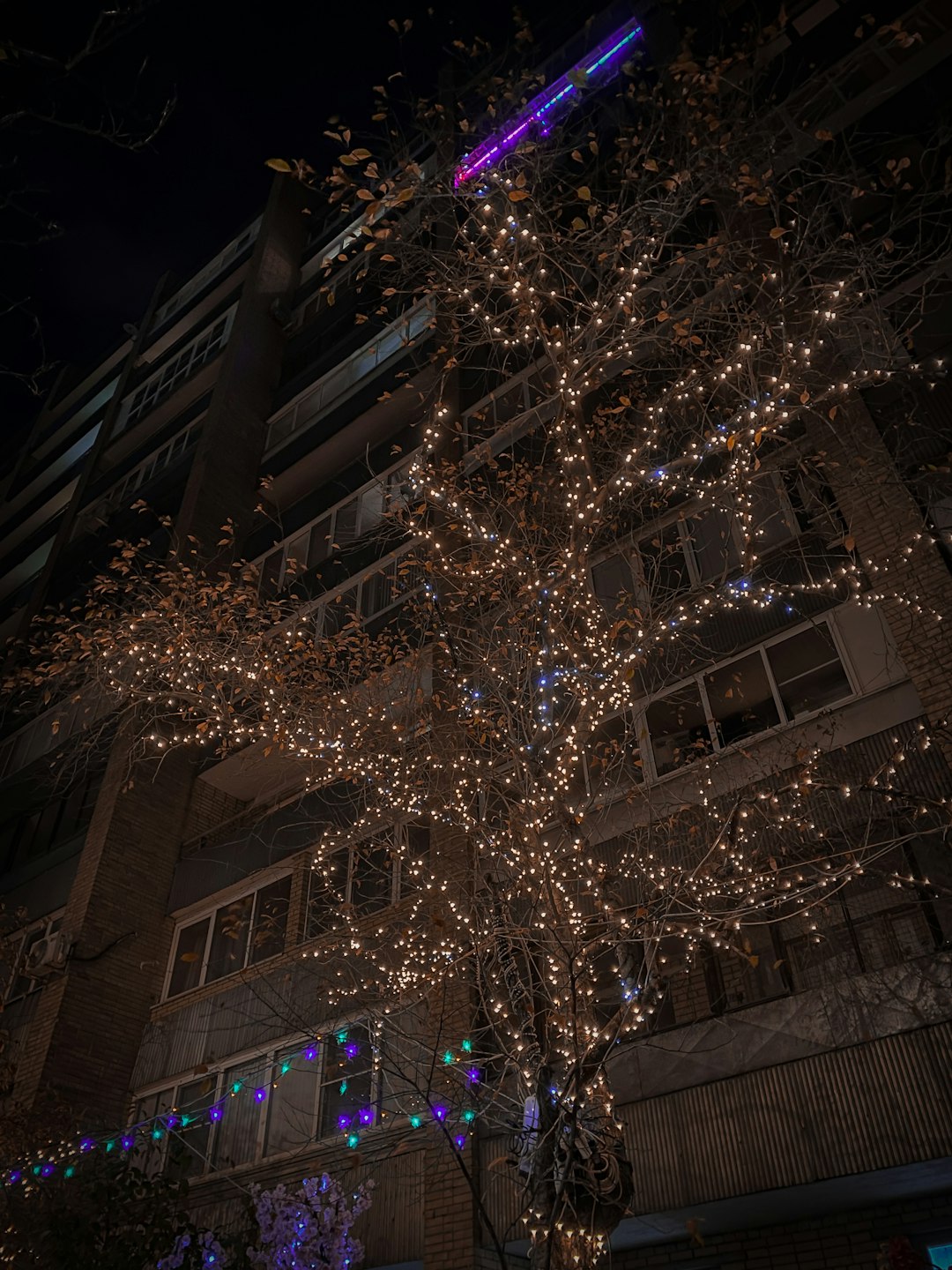 brown tree with string lights during night time