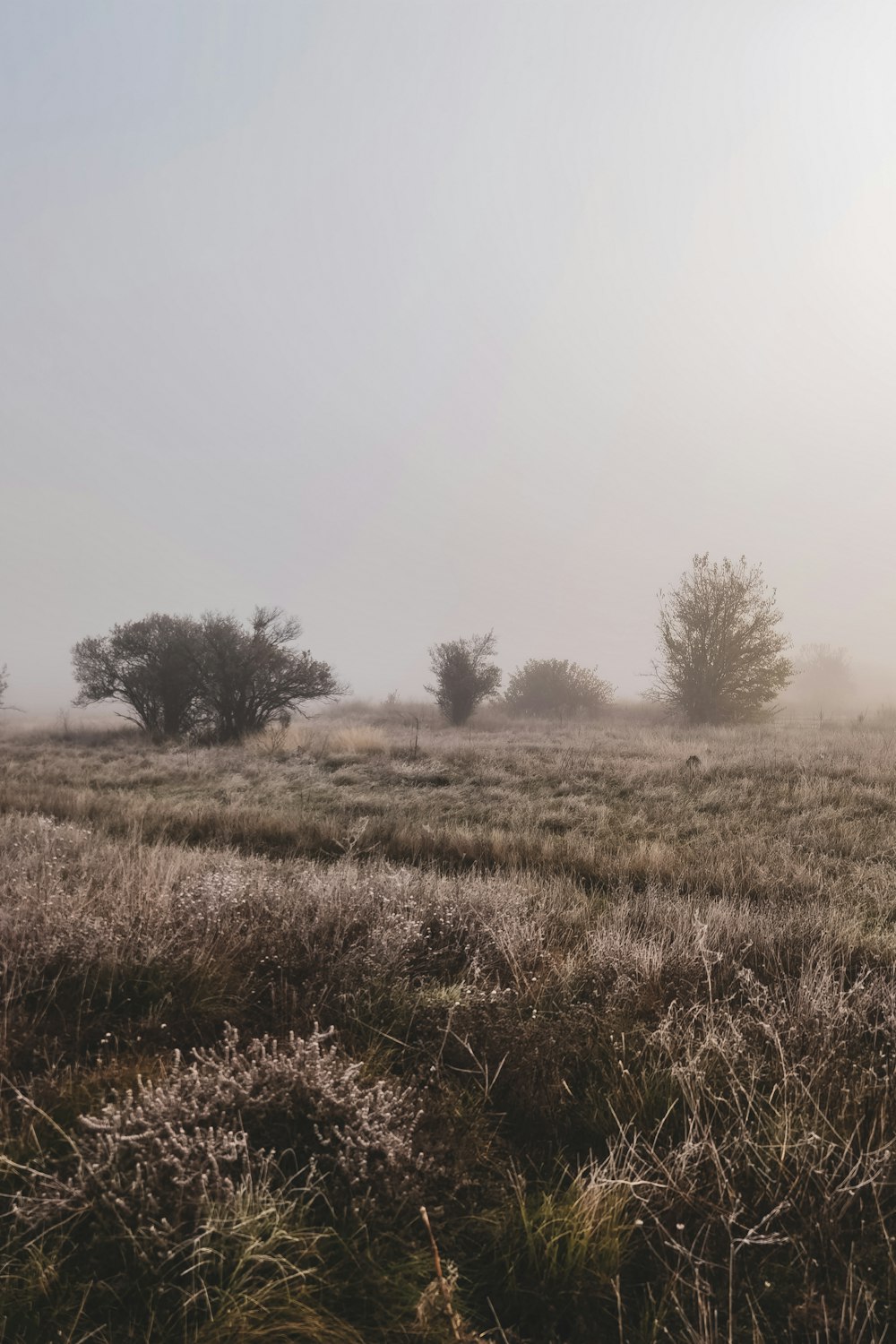 campo di erba verde durante il giorno