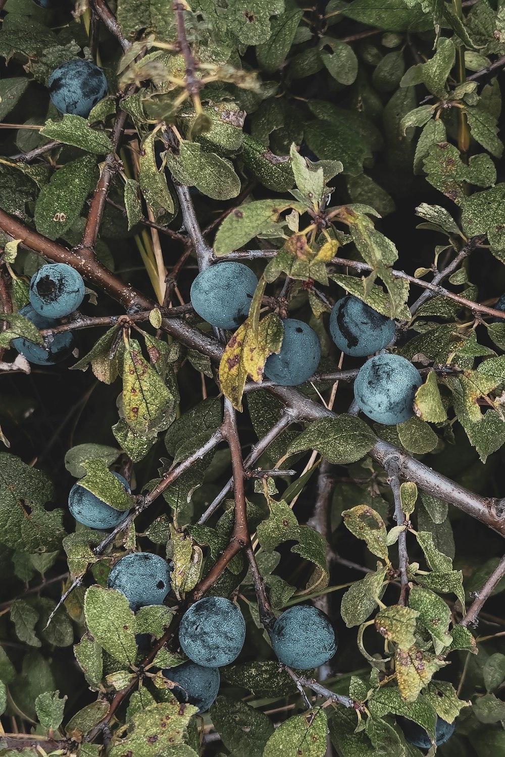 Fruit bleu sur branche d’arbre brune