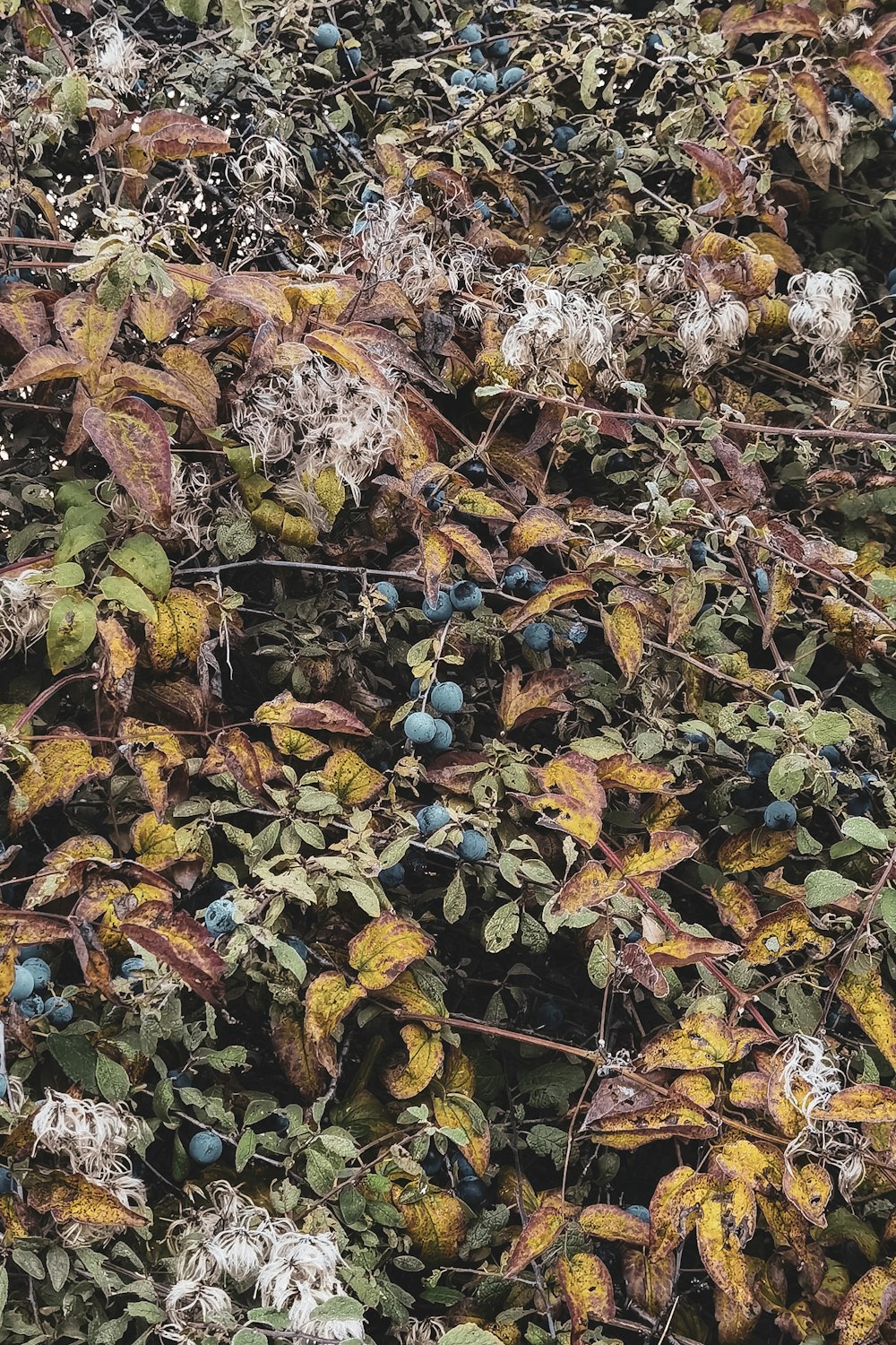 brown and green leaves on brown tree branches