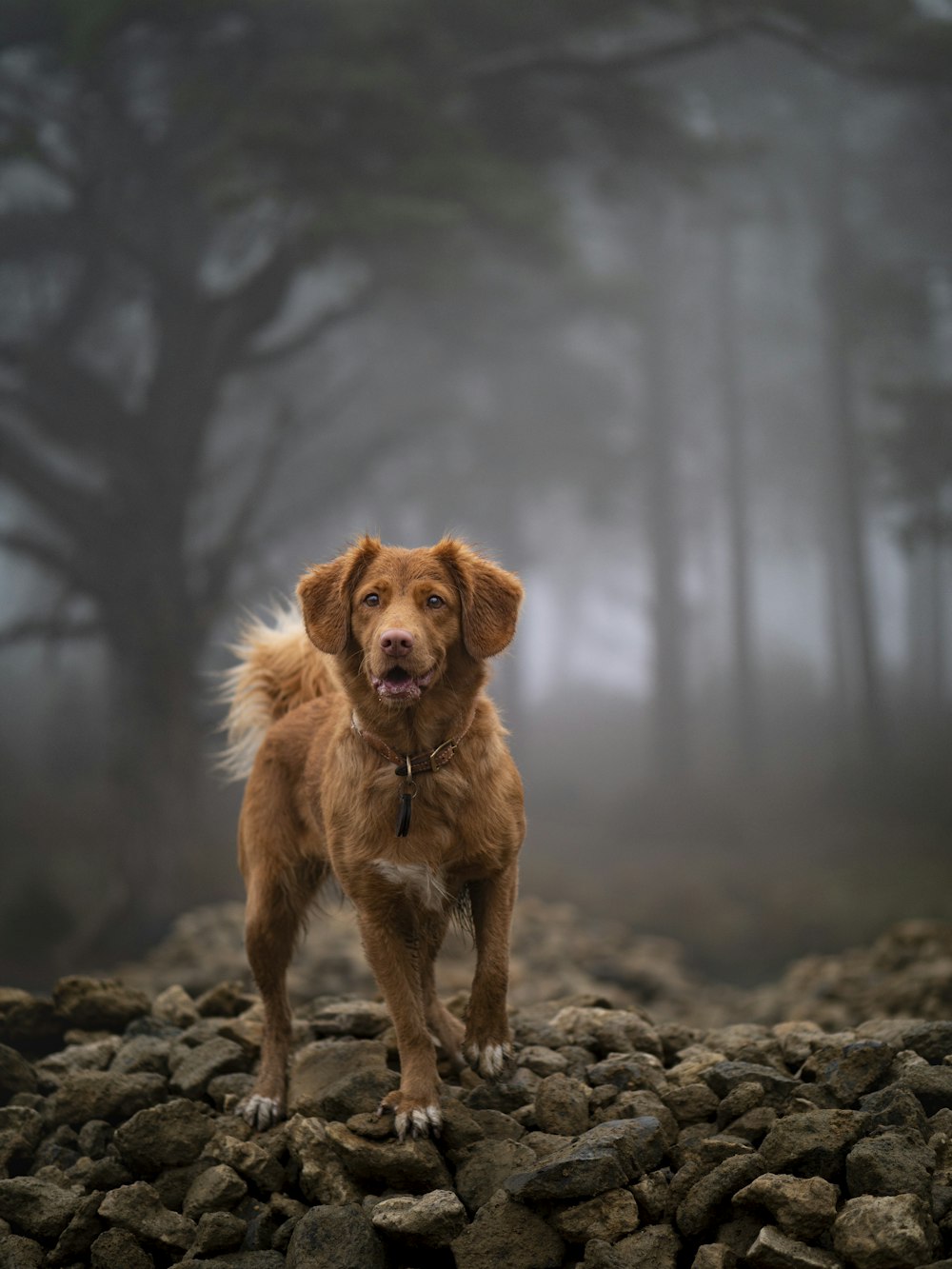 brauner langhaariger Hund tagsüber auf grauem Felsen