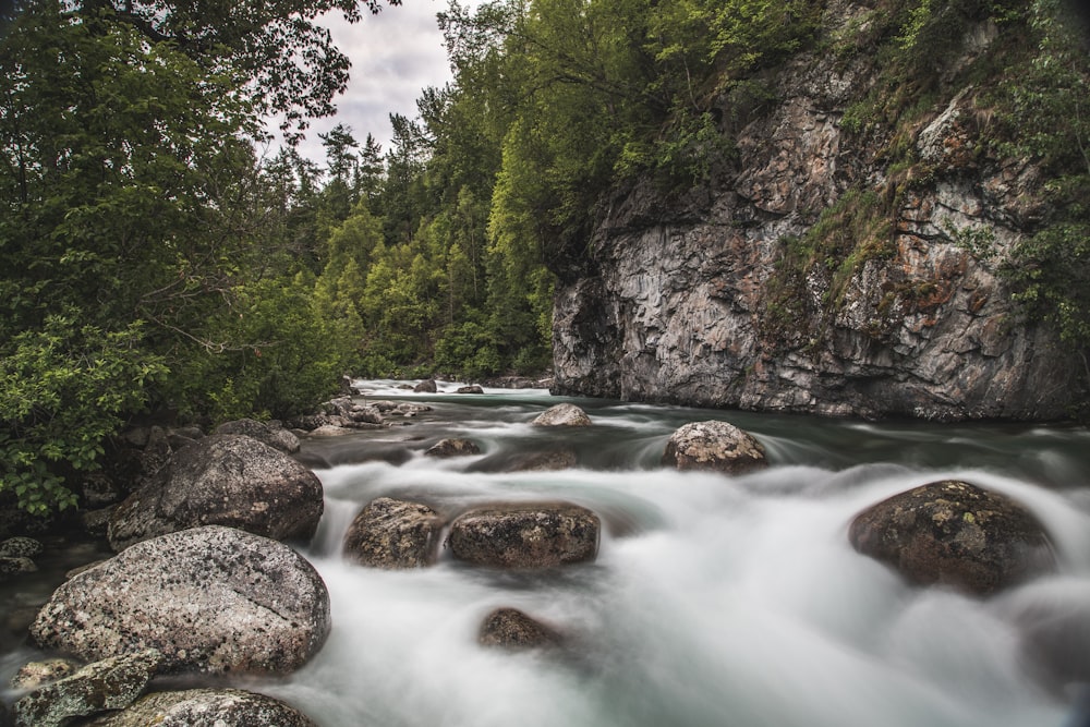 river between green trees during daytime