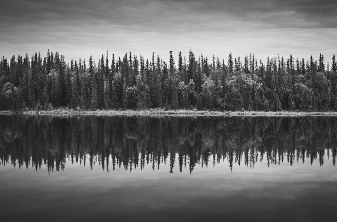 grayscale photo of pine trees near body of water