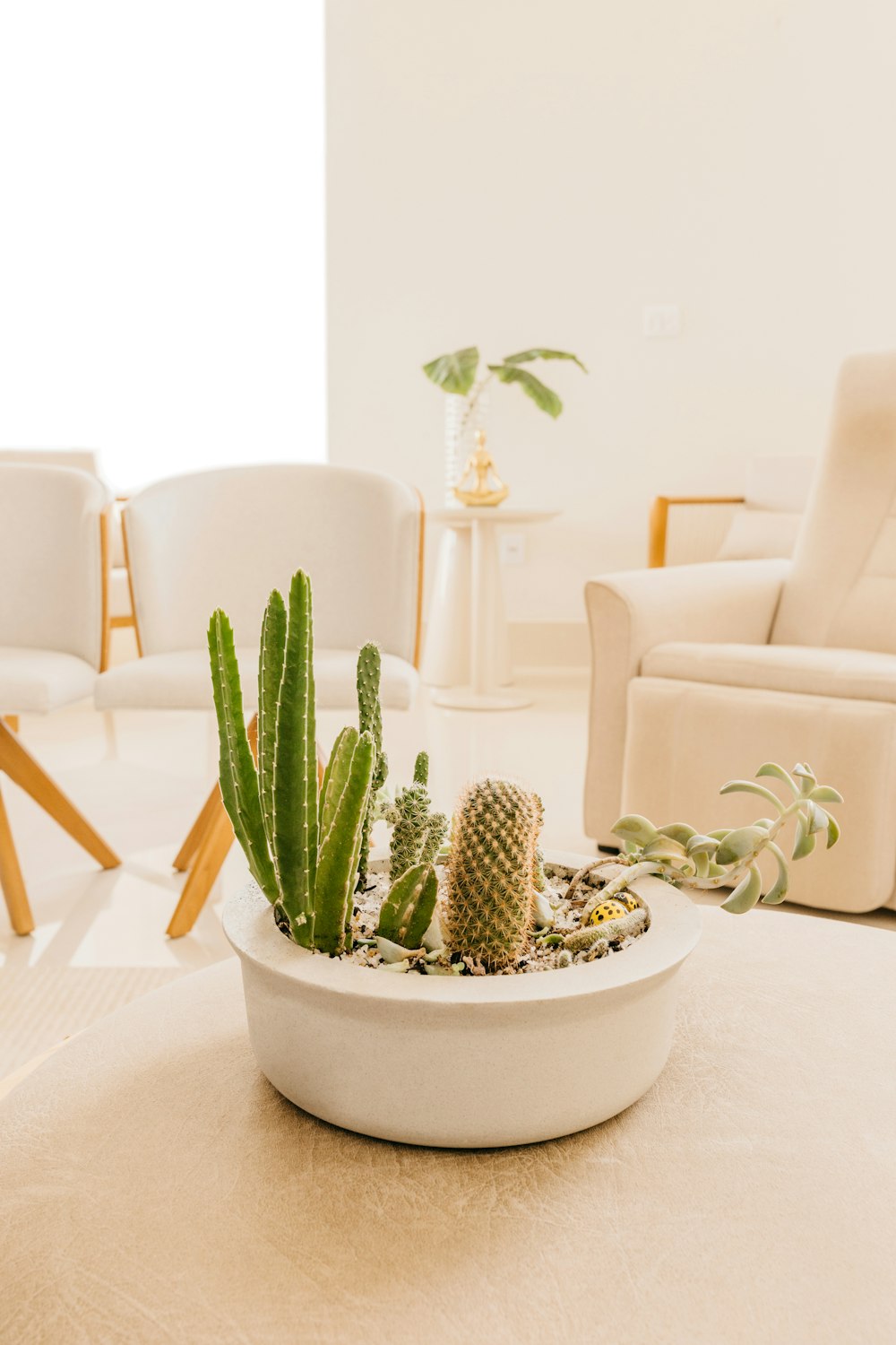 green cactus in white ceramic pot