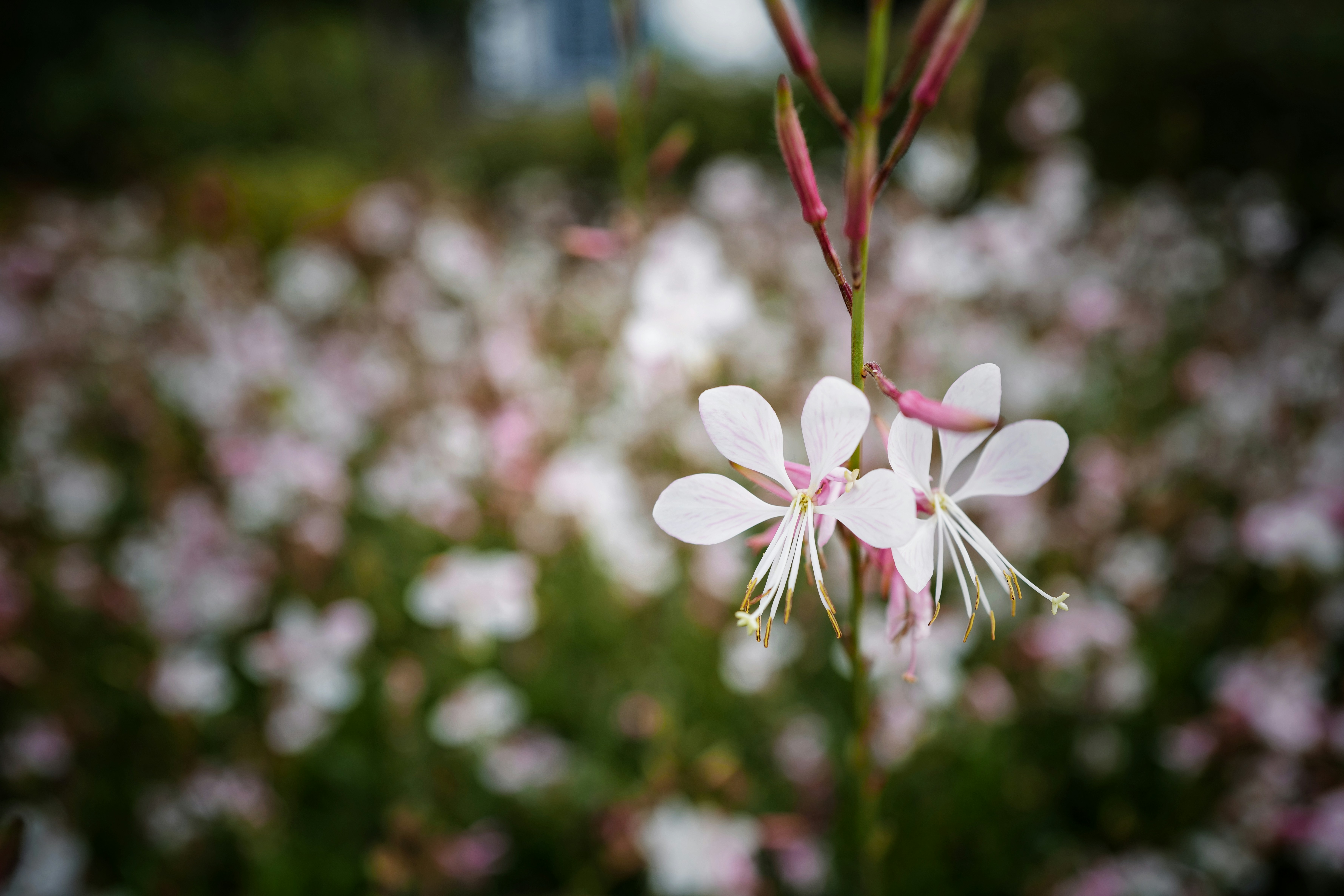Photo by mbuff