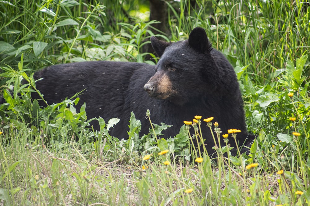 urso preto na grama verde durante o dia