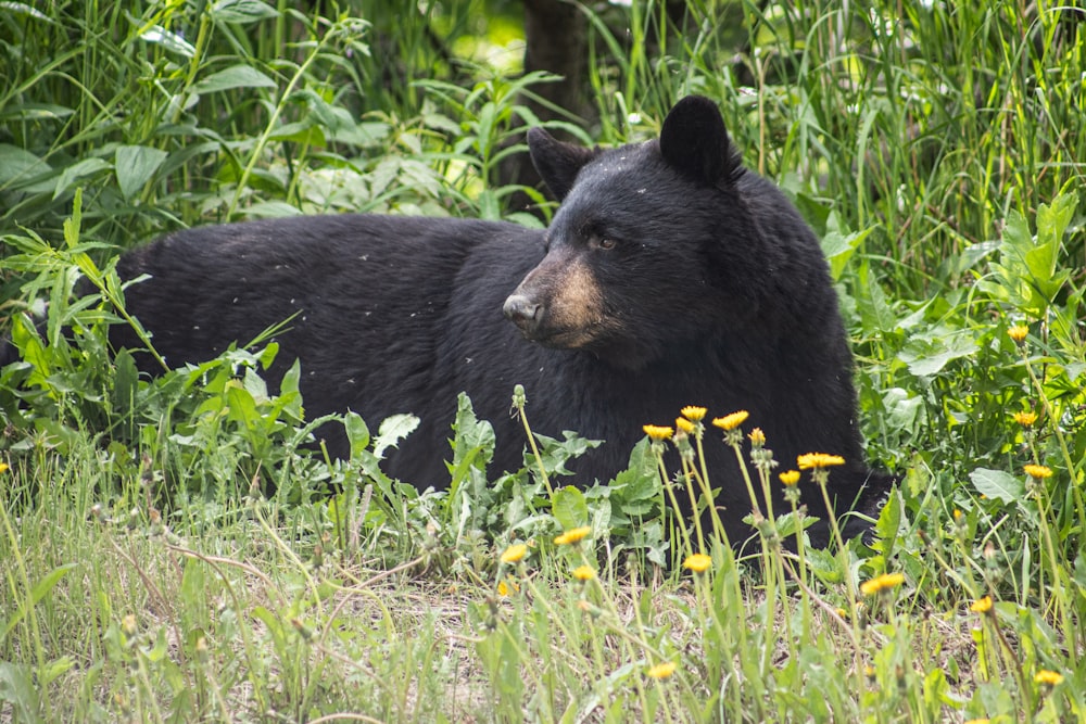 black bear on green grass during daytime