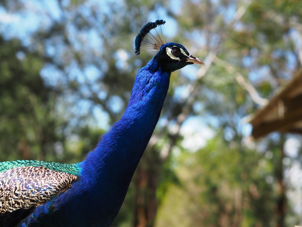 blue peacock in close up photography