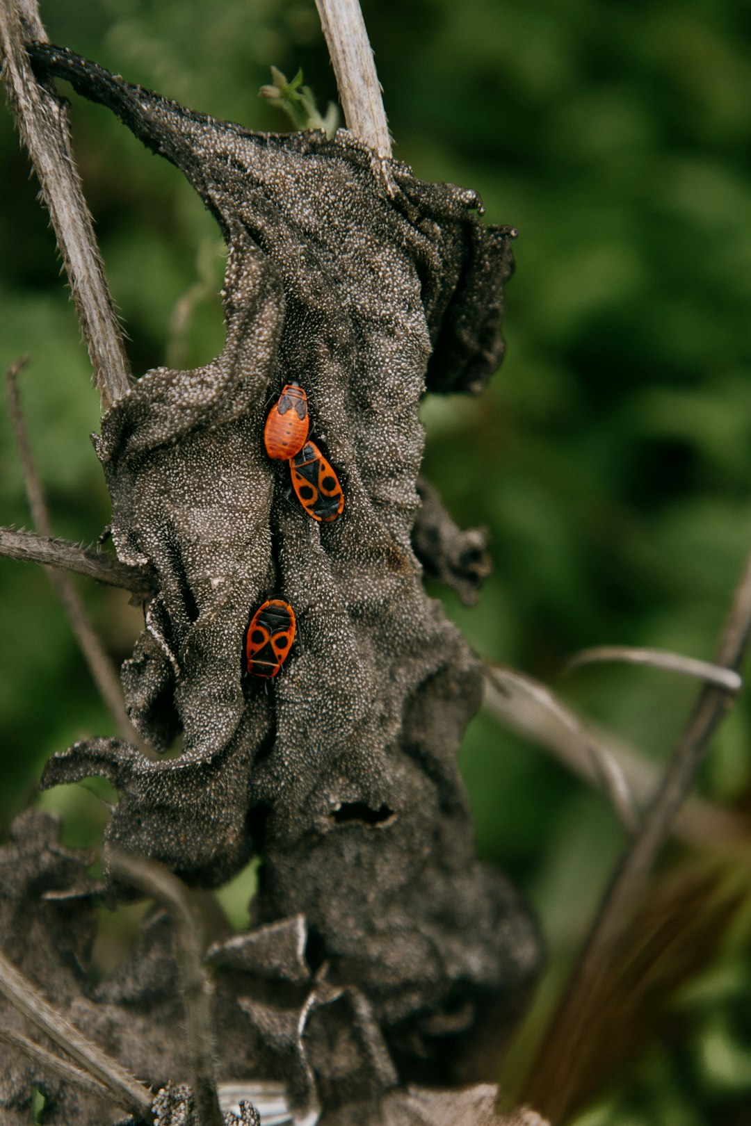 orange and black ladybug on gray tree trunk