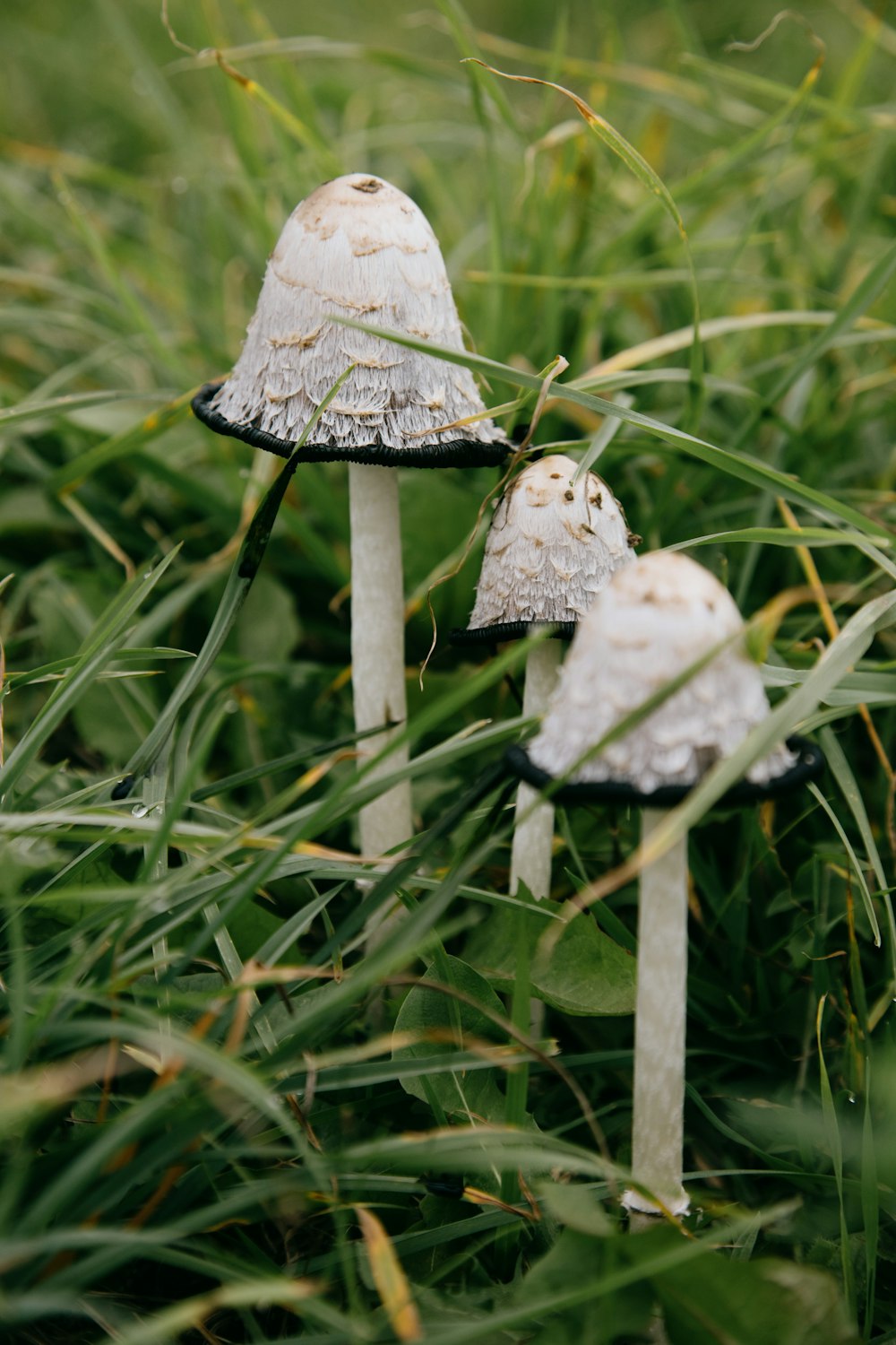 white and black mushroom in green grass