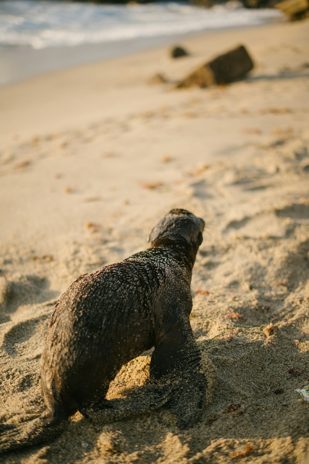 black short coated dog on white sand during daytime