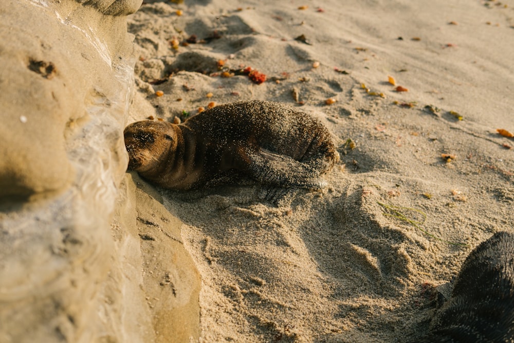 sea lion on white sand during daytime