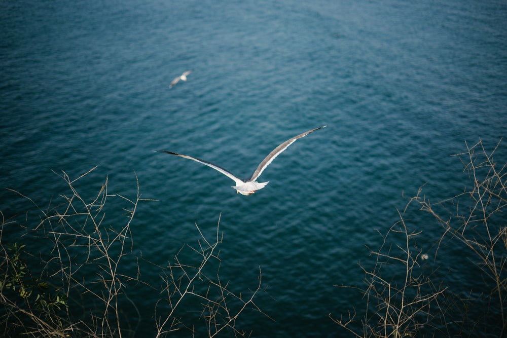 white bird flying over blue sea during daytime