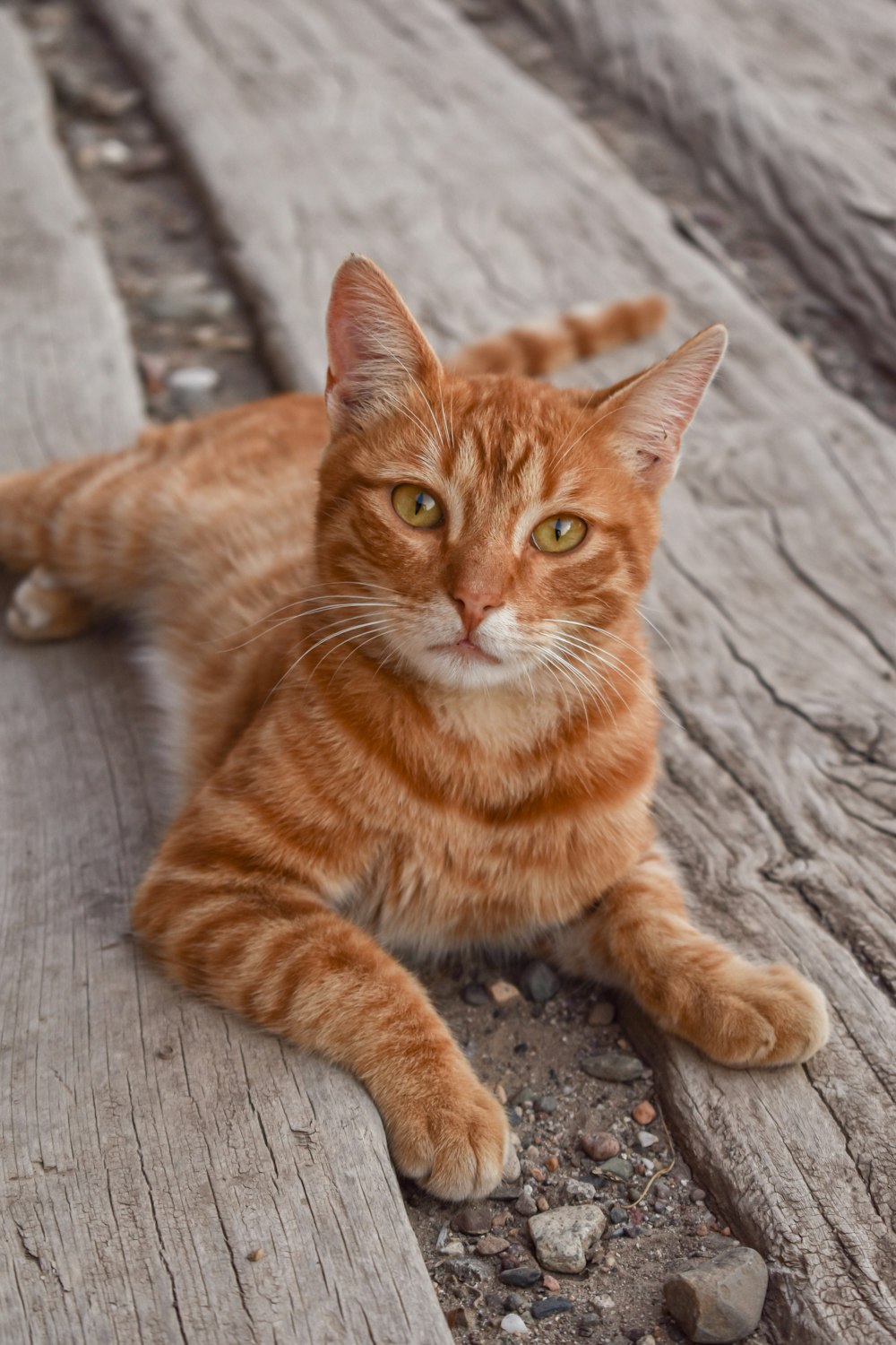 orange tabby cat on gray textile