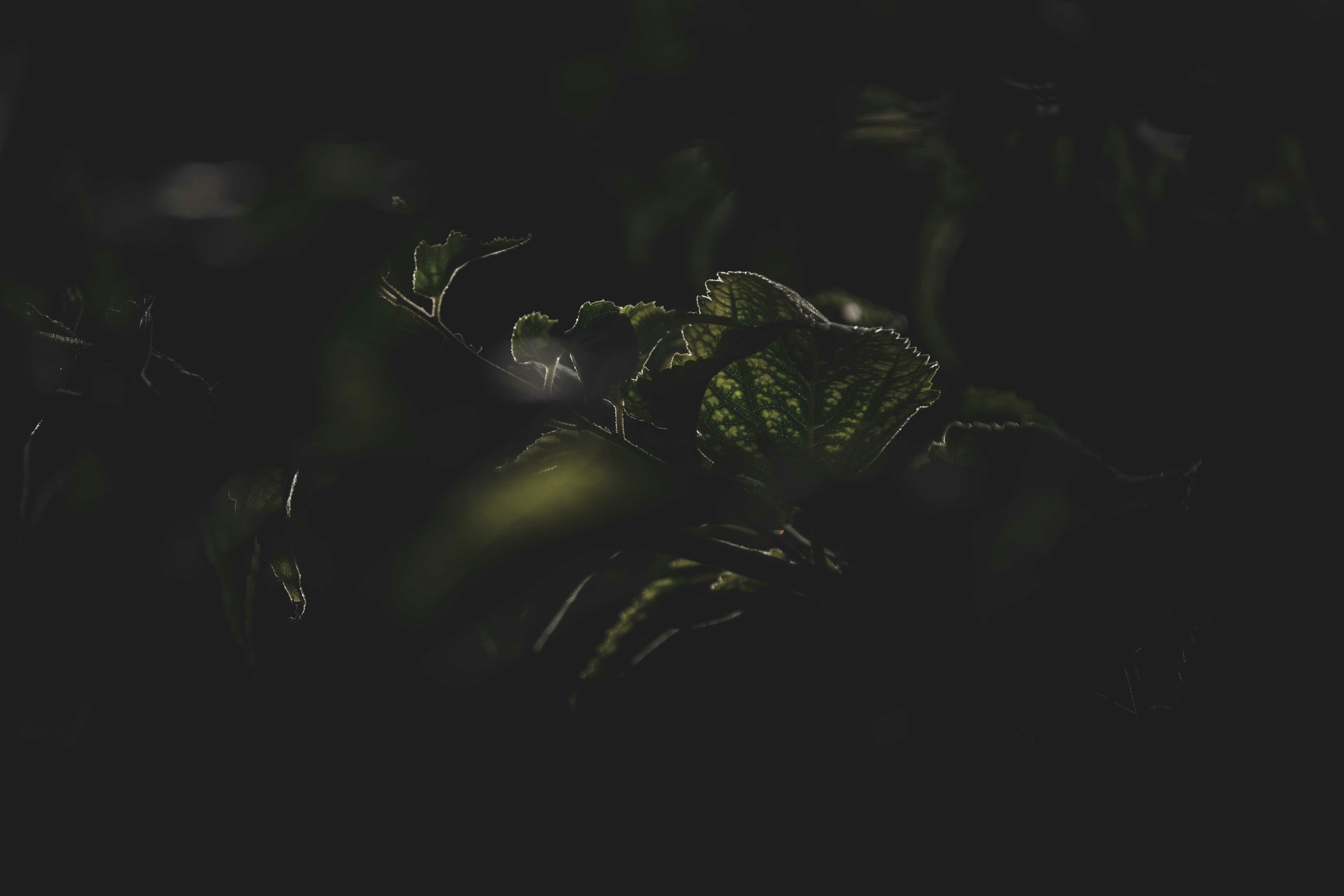 Photo by francesco_ungaro