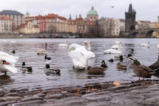 white swan on water during daytime in Charles Bridge Czech Republic