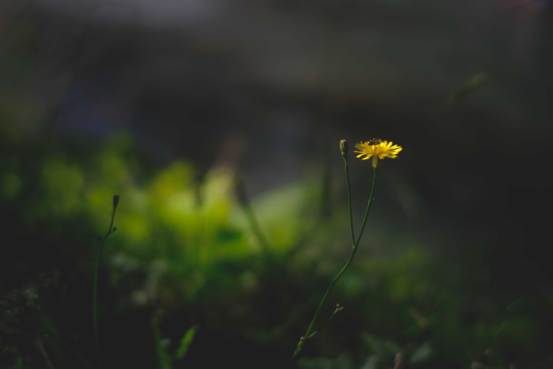 yellow flower in tilt shift lens