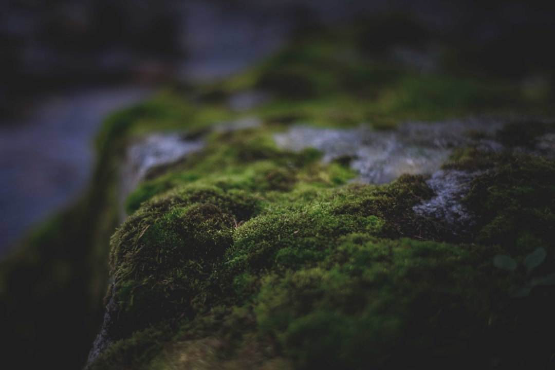 green moss on black rock