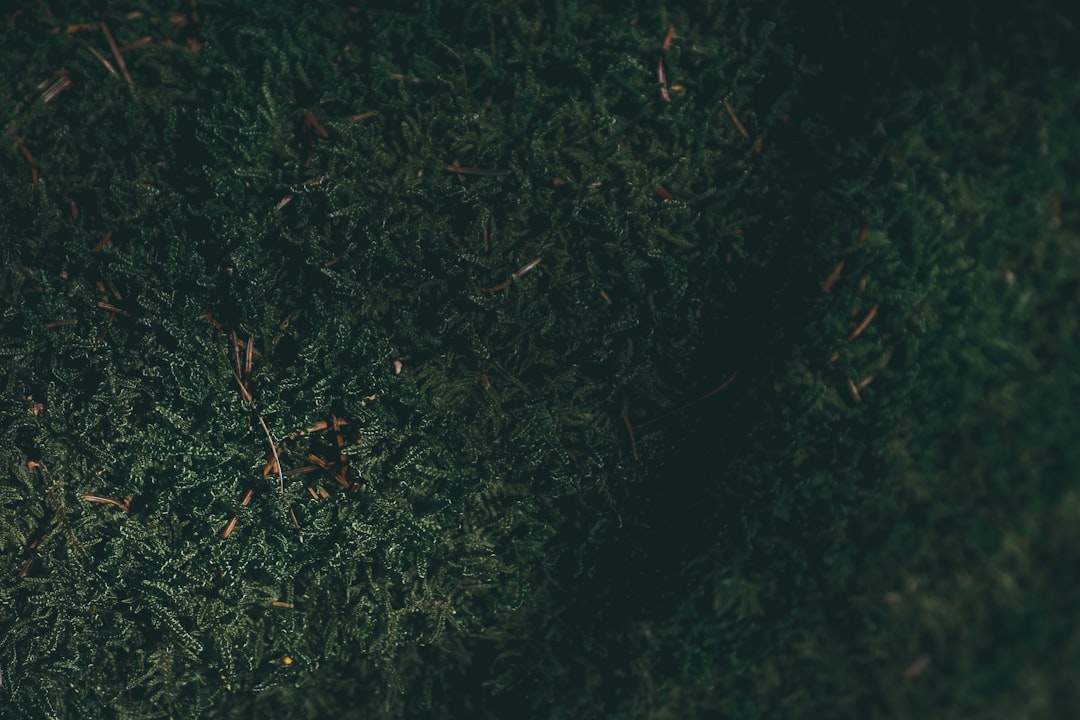 green grass field during daytime